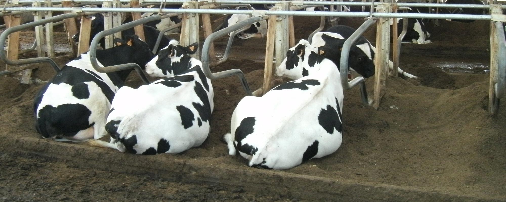 家畜ふん尿から効率的に再生敷料を製造し、にコスト削減と温室効果ガス抑制に貢献